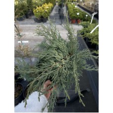 Ялівець козацький «Глаука» (Juniperus sabina Glauca) ​С3
